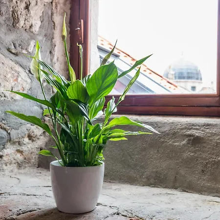 Martecchini * Dubrovnik